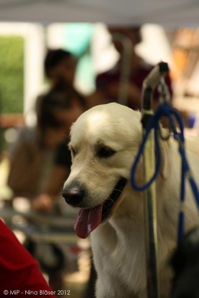 2012-07-01 B & B - Bedlington & Bichon Fun Day (56)_1000x1500.jpg